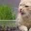 Akú trávu jedia mačky?