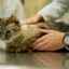Paréza u mačiek: typy chorôb a spôsoby liečby
