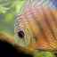Zoznam labyrintových akvarijných rýb