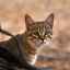 Podrobný popis a vlastnosti stepnej mačky