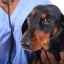 Polycystické ochorenie obličiek u psov: príznaky, diagnostika a starostlivosť
