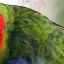 Papagáj rosella: popis druhu, chov doma a starostlivosť o vtáka