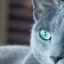 Ruská modrá mačka: popis plemena, povahy a obsahu domáceho maznáčika