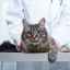 Sarkóm - hovorí o zhubnom nádore u mačiek