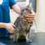 Syndróm cauda equina u mačiek: príčiny, príznaky, liečba