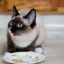 Koľko nekŕmiť mačku pred kastráciou: rady a odporúčania od veterinárov