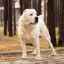 Alabajský pes (foto): láskavá dispozícia s impozantným vzhľadom