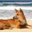 Pes dingo v prírodnom prostredí a doma