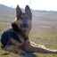 Pes východoeurópsky pastier (foto): vytrvalý ochranca a verný priateľ