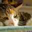 Mačací zápal pečene: príznaky a liečba