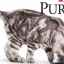 Purínové krmivo pre mačky - krmivo pre kvalitný život