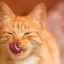 Prečo mačka dýcha ako pes s vyplazeným jazykom?