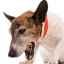 Chovateľská stanica kašeľ u psov: príznaky a liečba