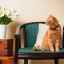 Ďumbierové mačky (foto): slnečné symboly šťastia, tepla a materiálneho blahobytu