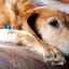 Príznaky a správna liečba pankreatitídy u psov
