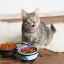 Popis krmiva pre mačky leonardo
