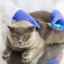 Kedy a na aké choroby očkovať mačky?
