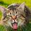 Mačka po jedle zvracia: prečo a čo robiť