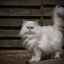 Perzská mačka - funkcie a fotografie červených a bielych mačiatok