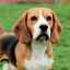 Podrobný popis a povaha plemena psa beagle