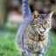 Gravidita u mačiek: načasovanie, znaky a správna starostlivosť