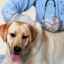 Kedy a ako je váš pes očkovaný proti besnote?