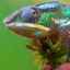 Názvy a vlastnosti rôznych druhov chameleónov