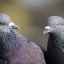 Život novonarodených holubov: tajomstvo existencie holubieho kurčaťa