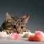 Diéta pre mačku: do misky na zdravie