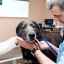 Hepatóza u psov: prehľad o chorobe