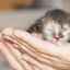 Interval medzi mačiatkami počas pôrodu u mačiek, normálny, rýchly, zdĺhavý