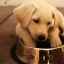 Ako a čo kŕmiť labradorského retrievera: pravidlá zdravého stravovania