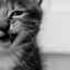 Aké je nezvyčajné a krásne meno pre šedé mačiatko?
