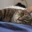 Ako zistiť, či mačka umiera: príznaky a štádiá