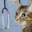 Zápal maternice u mačky: príčiny, príznaky a liečba