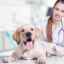 Zápal konečníka u psa: vlastnosti choroby a liečebné metódy