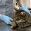 Vykĺbenie lakťového kĺbu u mačky: príznaky, terapia