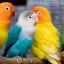 11 Populárnych druhov malých, stredných a veľkých papagájov
