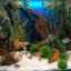 5 Typy pozadia na akváriu a spôsob jeho správneho lepenia