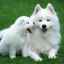8 Najobľúbenejších bielych a nadýchaných plemien psov