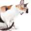 9 Dôvodov, prečo mačka zvracia bielu penu a nič neje