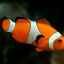 Akvarijné klaunské ryby - druhový popis a obsah