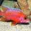 Akvarijné ryby aulonocara: ako sa starať a čo kŕmiť