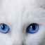 Biela mačka s modrými očami: najobľúbenejšie plemená a vlastnosti domácej starostlivosti