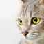 Očné bolesti u mačky: príčiny, diagnostika a liečba
