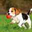 Šteňatá beagle (foto): kompetentná starostlivosť o roztomilé fidgety