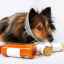 Kožné choroby u psov: klinická prezentácia a diagnostika