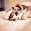 Majú mačky bolesti hlavy? Príznaky a príčiny migrény domácich miláčikov
