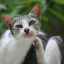 Hlavné príznaky a liečba otodektózy u mačiek