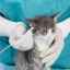 Huba u mačiek: typy, spôsoby infekcie, príznaky, liečba